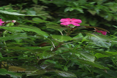 Impatiens walleriana